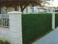 Haie artificielle - 300 x 150 cm - 1